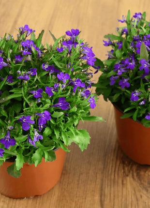 Blue Carpet Lobelia – 100 Seeds