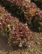 Salad Bowl Red Lettuce – 500 Seeds
