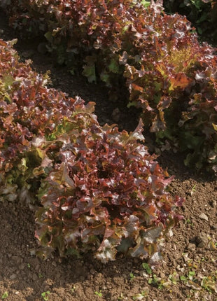 Salad Bowl Red Lettuce – 500 Seeds