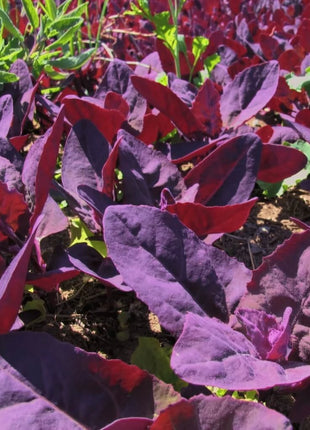 Red Plume Orach – 25 Seeds
