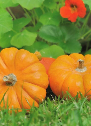 Jack Be Little Pumpkin – 25 Seeds