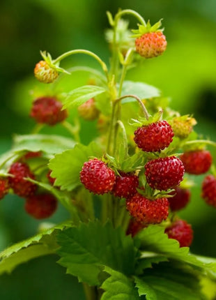 Wild Red Strawberry – 200 Seeds