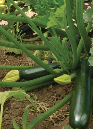 Black Beauty Summer Zucchini Squash – 25 Seeds