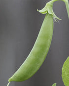 Sugar Snap Peas – 20 Seeds