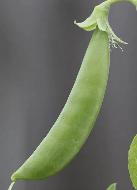 Sugar Snap Peas – 20 Seeds