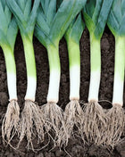 American Flag Leek – 200 Seeds