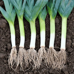 Collection image for: Leek