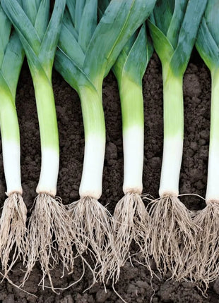 American Flag Leek – 200 Seeds