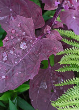Red Plume Orach – 25 Seeds
