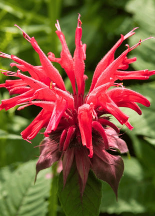 Scarlet Bee Balm – 20 Seeds
