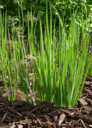 Tokyo Long White Onion – 200 Seeds