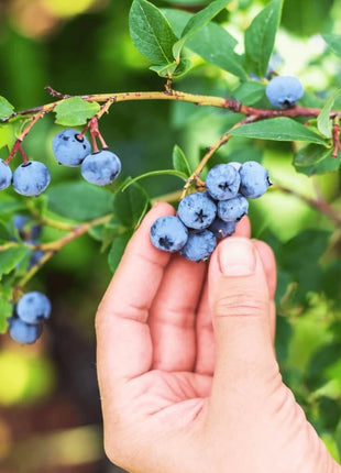 Northern Highbush Blueberry – 50 Seeds