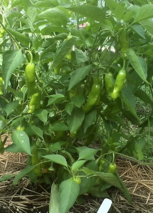 Pepperoncini Pepper – 25 Seeds