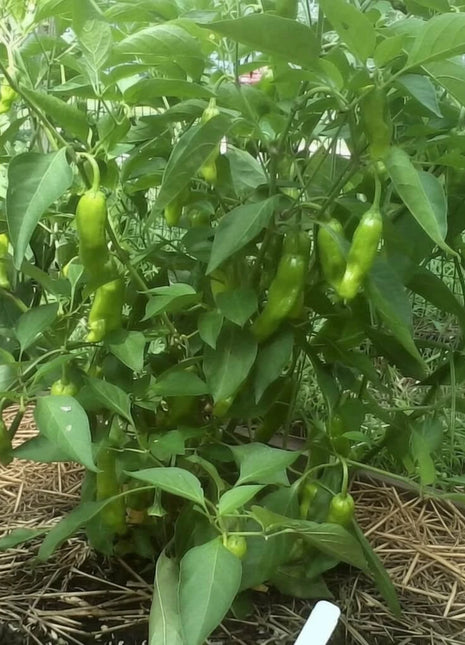 Pepperoncini Pepper – 25 Seeds