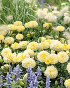 Moonlight African Marigold – 50 Seeds