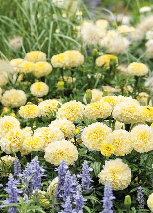 Moonlight African Marigold – 50 Seeds