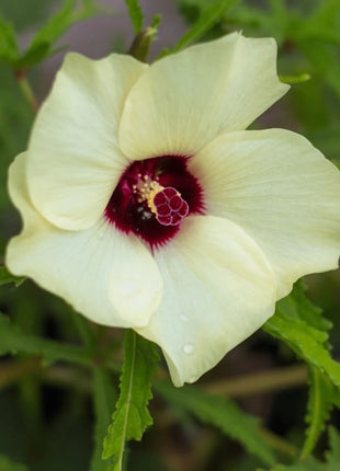 Clemson Spineless Okra – 50 Seeds