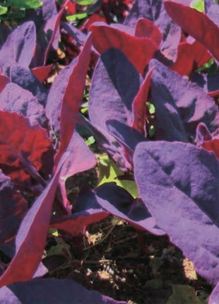 Ruby Red Orach – 25 Seeds