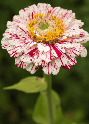 Peppermint Stick Zinnia – 50 Seeds