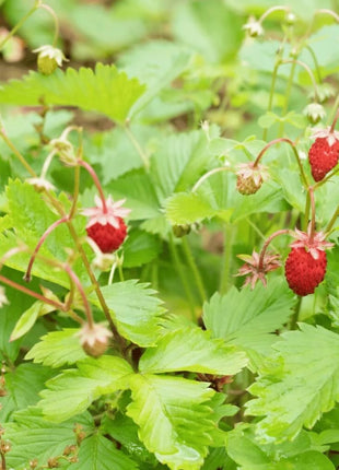 Wild Red Strawberry – 200 Seeds