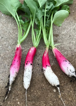 French Breakfast Radish – 250 Seeds