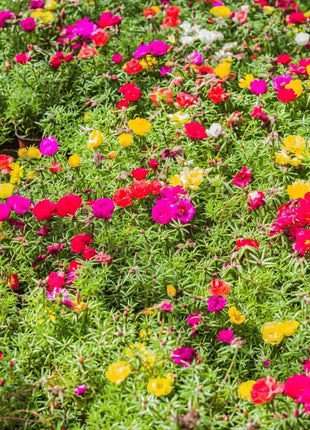 Moss Rose Mix – 250 Seeds