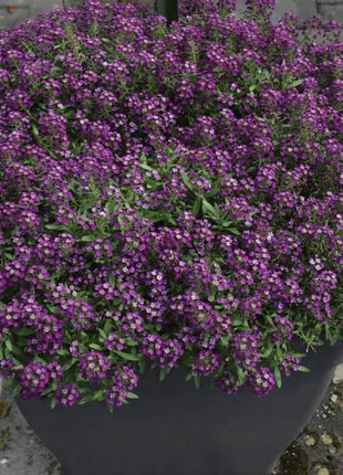 Oriental Nights Alyssum – 100 Seeds