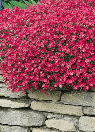 Cascade Red Rockcress – 50 Seeds