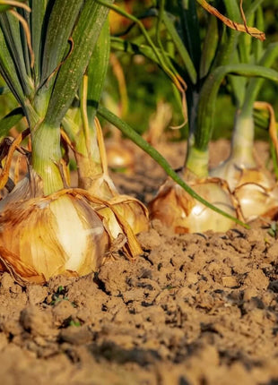 Utah Yellow Sweet Spanish Onion – 200 Seeds
