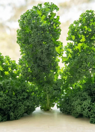 Dwarf Siberian Kale – 250 Seeds