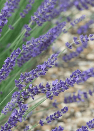 English Lavender – 100 Seeds