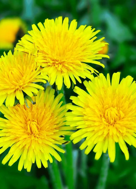 True Dandelion – 50 Seeds