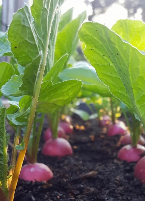 Cherry Belle Radish – 250 Seeds