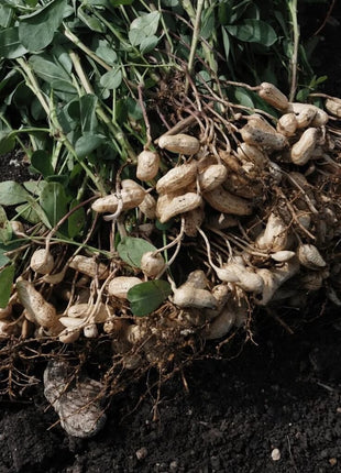 Virginia Jumbo Peanuts – 10 Seeds