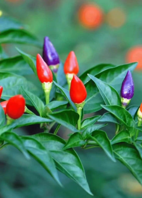 Ornamental Pepper Mix – 30 Seeds