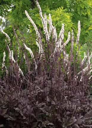 Black Cohosh (Bugbane) – 25 Seeds