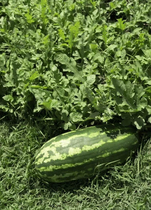 Congo Watermelon – 25 Seeds