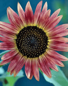 Strawberry Blonde Sunflower – 25 Seeds