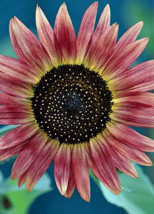 Strawberry Blonde Sunflower – 25 Seeds