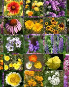 Wildflower Mix Cascade Perennial Seeds