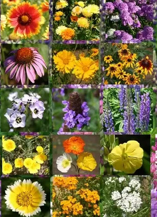 Wildflower Mix Cascade Perennial Seeds