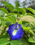 Magic Color-Changing Butterfly Pea Seeds –  Wellness Superflower