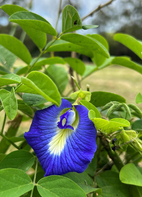 Magic Color-Changing Butterfly Pea Seeds –  Wellness Superflower