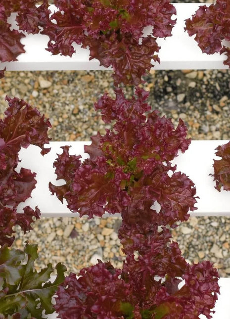 Salad Bowl Red Lettuce – 500 Seeds