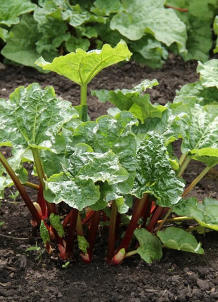 Glaskins Perpetual Rhubarb – 30 Seeds