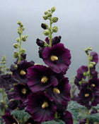 Jet Black Hollyhock - 25 Seeds
