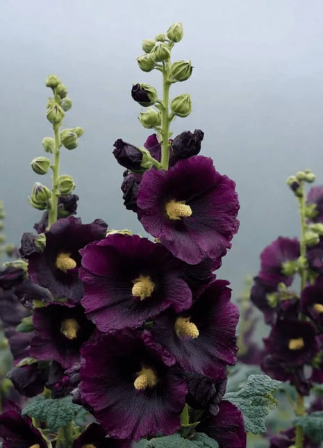 Jet Black Hollyhock - 25 Seeds
