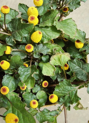Toothache Plant – 50 Seeds