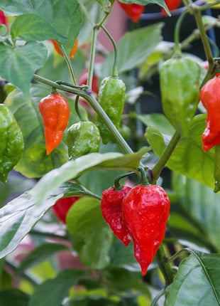 Ghost Pepper – Red Bhut Jolokia – 25 Seeds