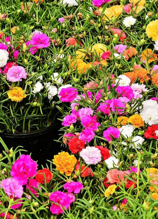 Moss Rose Mix – 250 Seeds